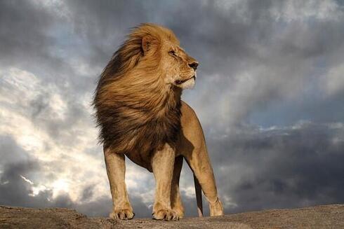 8kd8qhz2do_Lion_King